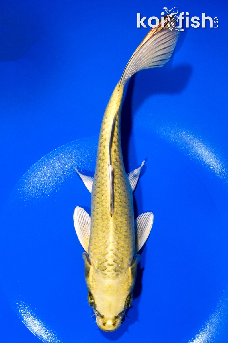 9.25" KI MATSUBA