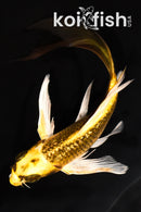 6" GINRIN KI MATSUBA BUTTERFLY