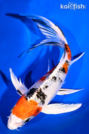 7.75" YAMATO NISHIKI BUTTERFLY