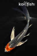 5" BENI GINGA BUTTERFLY