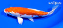 7" KIKUSUI