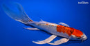 9.75" YAMATO NISHIKI BUTTERFLY