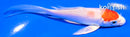 4.5" MARUTEN HARIWAKE BUTTERFLY