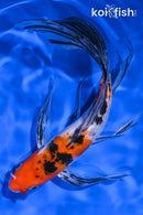 8.25" SANKE BUTTERFLY