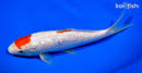 7.25" GINRIN KOHAKU