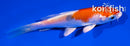 3.5" YAMATO NISHIKI
