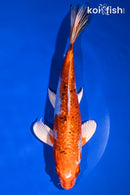 9" GINRIN YAMATO NISHIKI