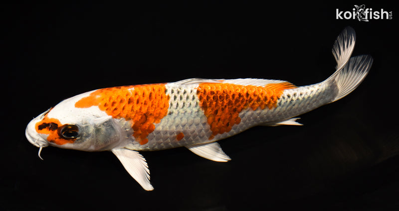 10" KUJAKU