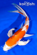 9.5" HARIWAKE BUTTERFLY