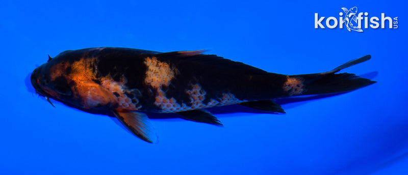 5.25" HI UTSURI