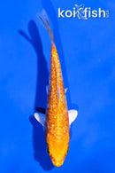 4" GINRIN KIKUSUI