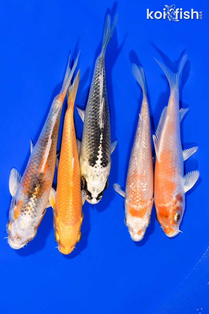 PACK OF (5) 3.75"- 4" STANDARD KOI