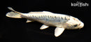 6.5" ARAGOKE KIKOKURYU