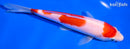 7" KOHAKU