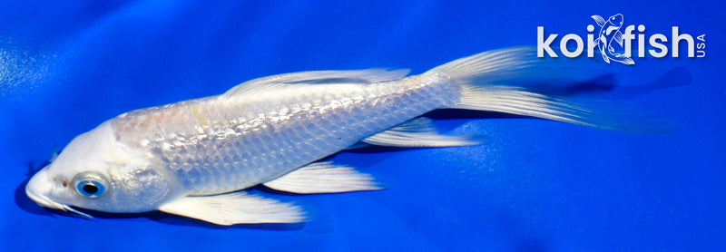 5.5" GINRIN PLATINUM OGON BUTTERFLY