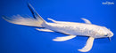 10.25" GINRIN PLATINUM OGON BUTTERFLY
