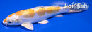 5.75" KIKUSUI