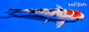 6" YAMATO NISHIKI