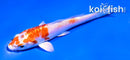 4.5" KIKUSUI