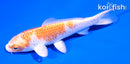 4.5" HARIWAKE