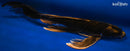 18" GINRIN KIN KABUTO BUTTERFLY