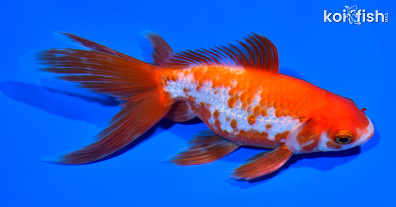 6.25" WATONAI GOLDFISH