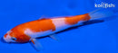 5.5" KOHAKU