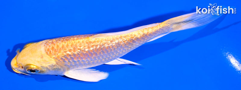 5.5" GINRIN YAMABUKI OGON BUTTERFLY