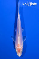 4.5" KIKUSUI