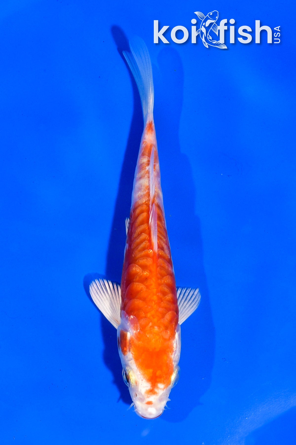 4.5