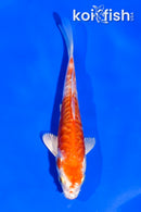 4.5" ARAGOKE KIKUSUI