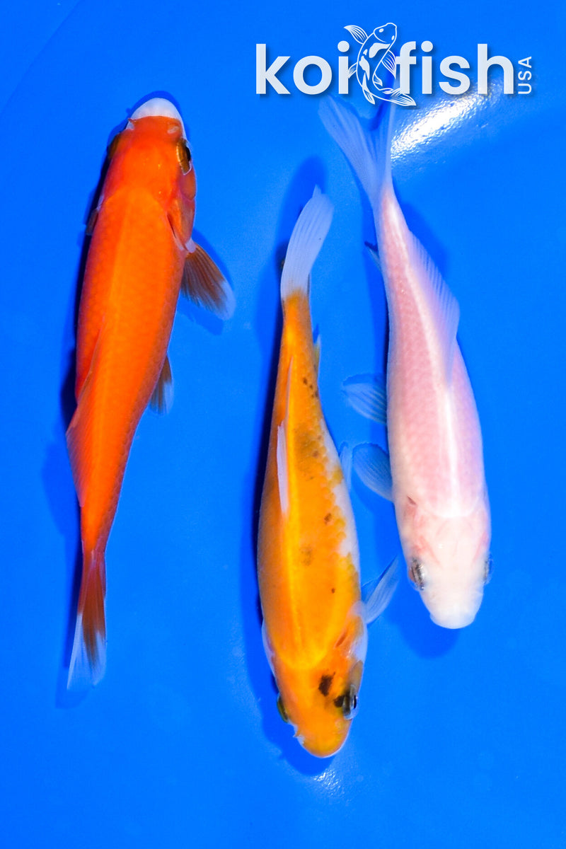 PACK OF (3) 4.5-5" COMET GOLDFISH