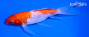 5.25" GINRIN KOHAKU BUTTERFLY