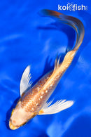 6.5" GINRIN ORENJI OGON BUTTERFLY