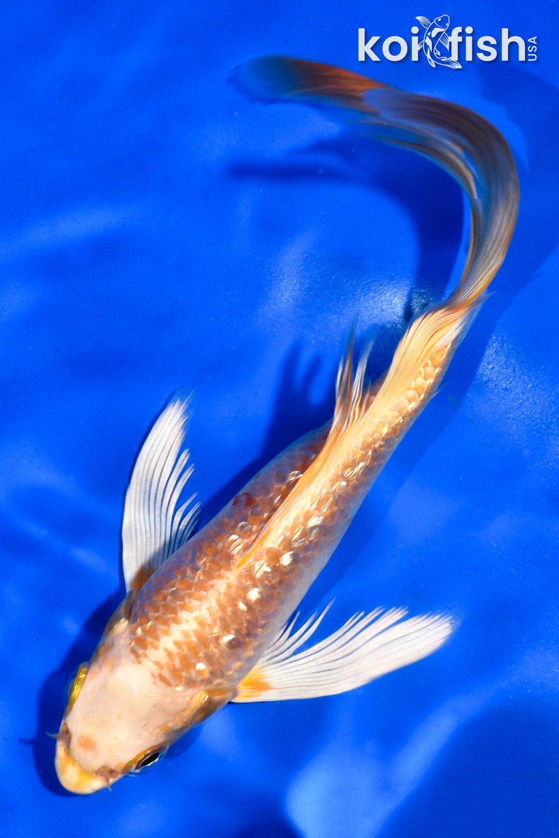 6.5" GINRIN ORENJI OGON BUTTERFLY