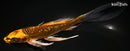 8.5" GINRIN KIN ORENJI MATSUBA BUTTERFLY
