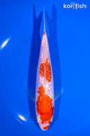 6.5" GINRIN KOHAKU