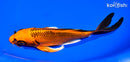 8" ORENJI MATSUBA BUTTERFLY