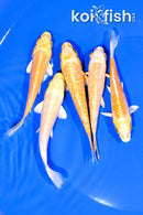 PACK OF (5) 4-4.25" STANDARD KOI