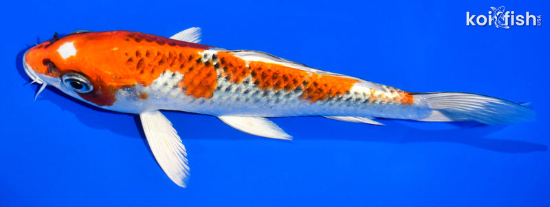 7.5" KUJAKU