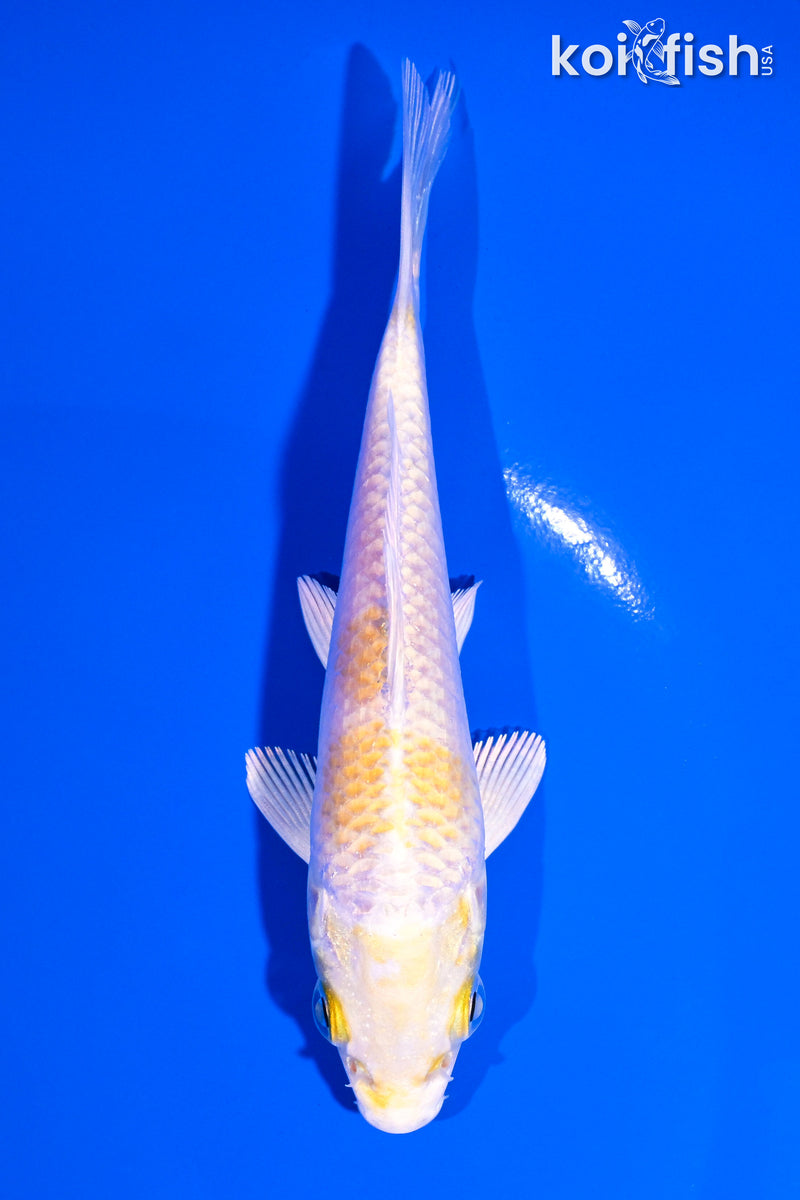 5" LEMON HARIWAKE