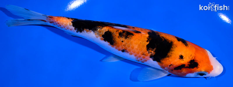 6.75" AKA SANKE
