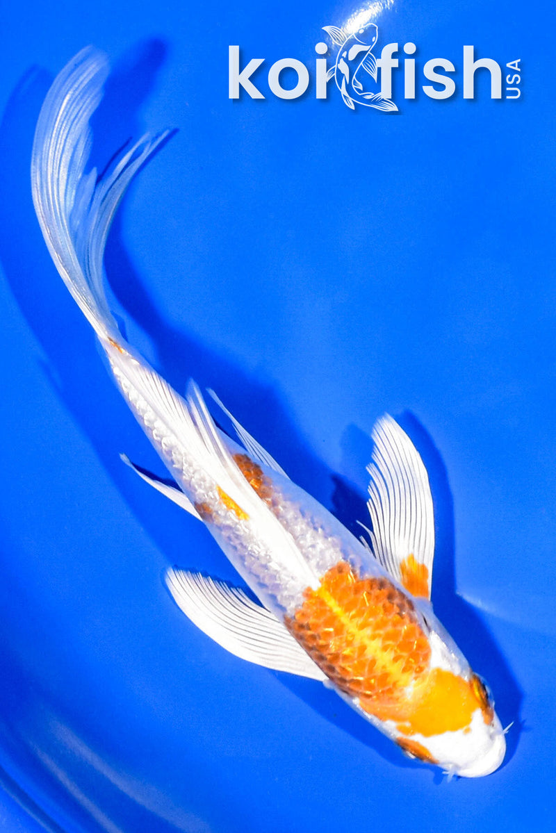 7.25" GINRIN HARIWAKE BUTTERFLY