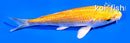 4" YAMABUKI OGON