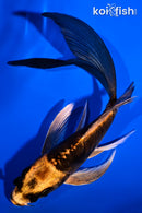 5.75' ARAGOKE BENI KIKOKURYU BUTTERFLY