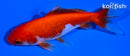 5" SARASA WAKIN GOLDFISH