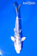 6" ARAGOKE KUJAKU