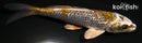 4.25" GINRIN KAGE OCHIBA SHIGURE