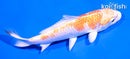 4.5" HARIWAKE