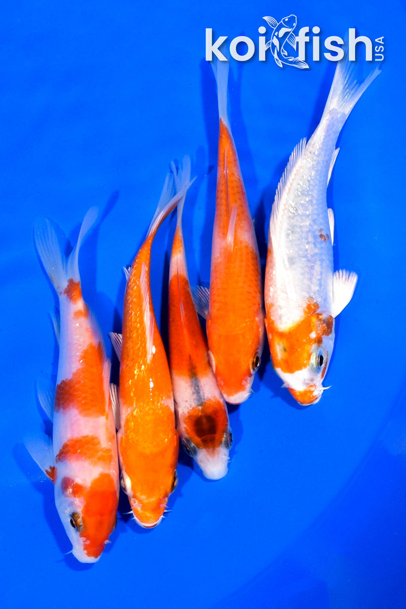 PACK OF (5) 3.75-4" STANDARDKOI